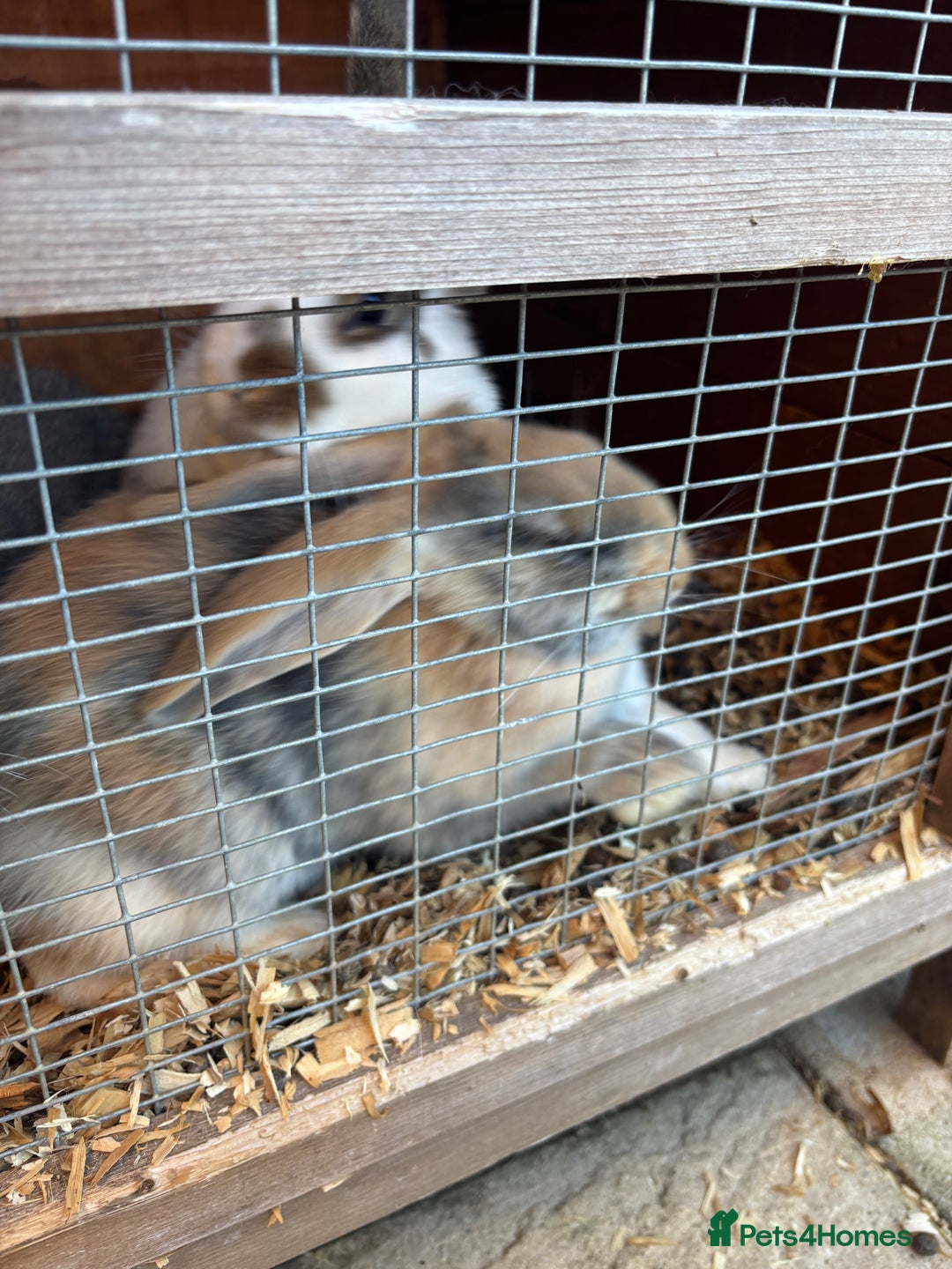 French Lop rabbits for sale: One bunnie left  - Image 1