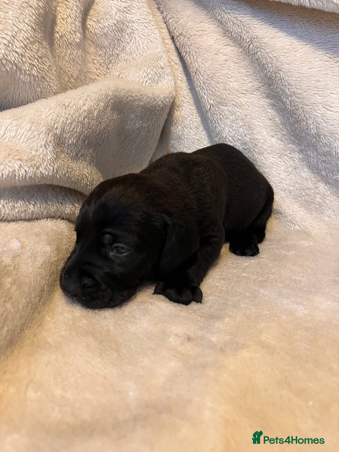Cane Corso dogs for sale: Stunning Full Pedigree Cane Corso Puppies 🏆  - Advert 14
