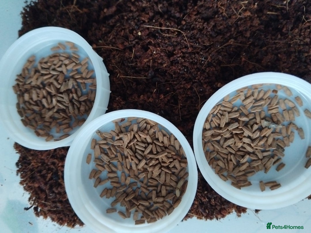 Stick Insects invertebrates for sale: Ramulus artemis EGGS - Advert 1