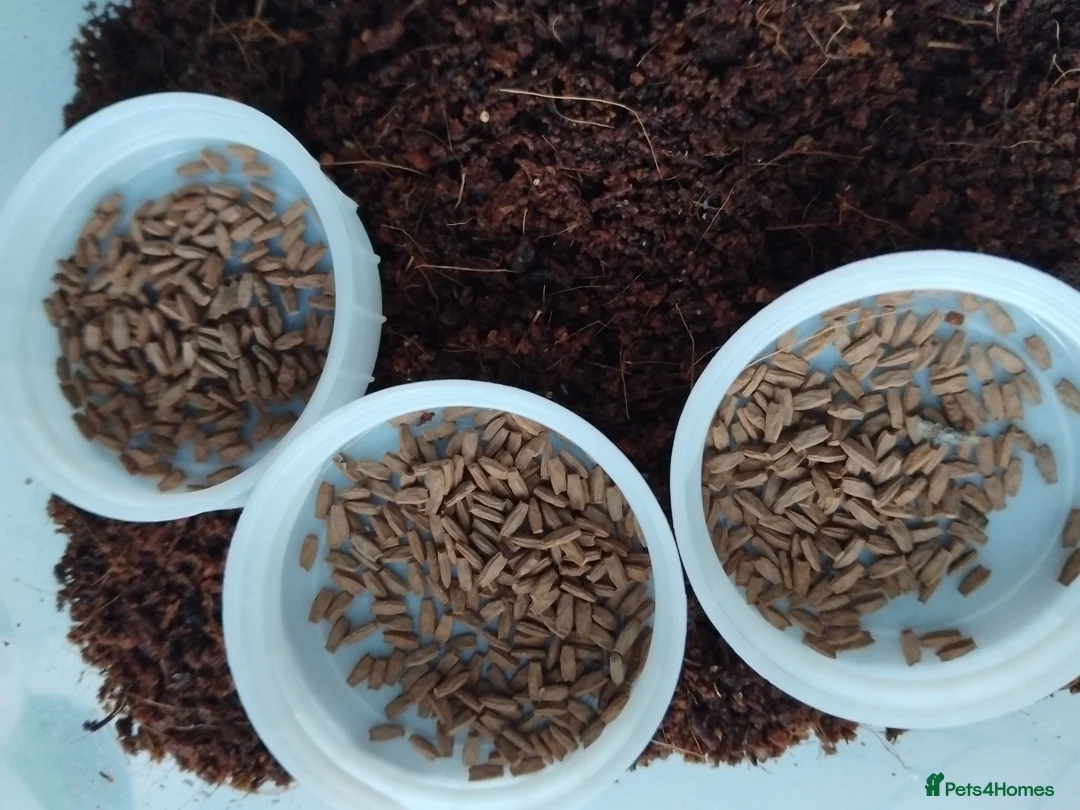 Stick Insects invertebrates for sale: Ramulus artemis EGGS - Advert 1