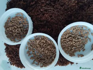 Stick Insects invertebrates Ramulus artemis EGGS - Advert 18