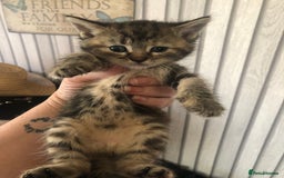 Mixed Breed cats for sale: Tabby boy  - Image 10