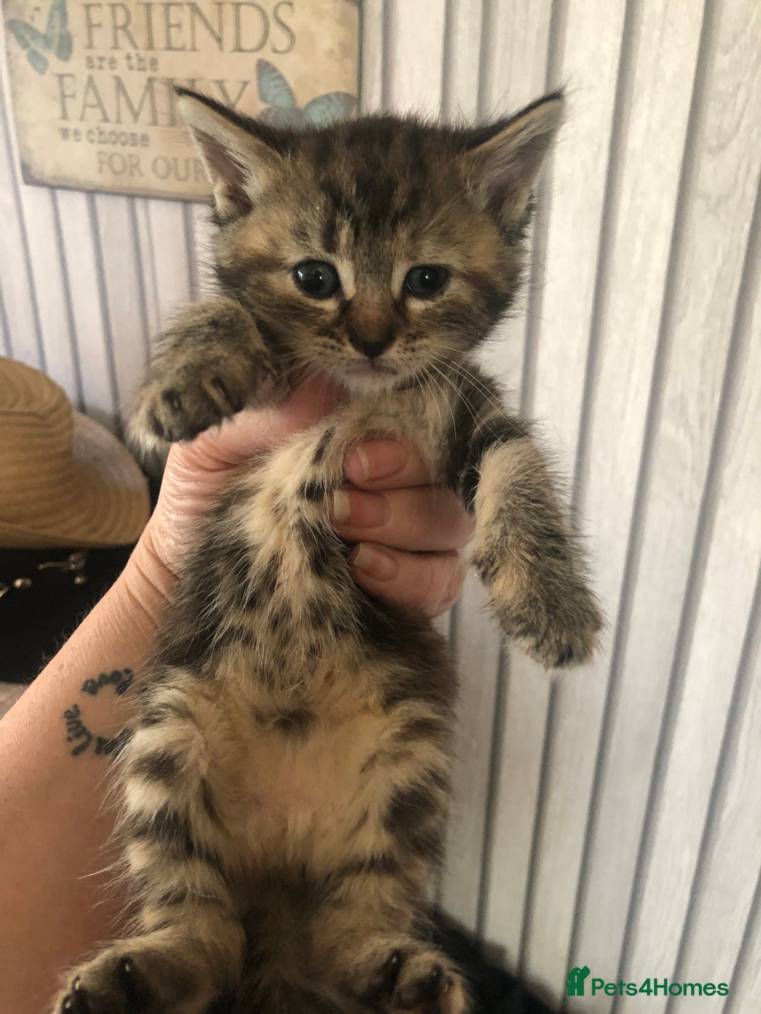 Mixed Breed cats for sale: Tabby boy  - Image 10
