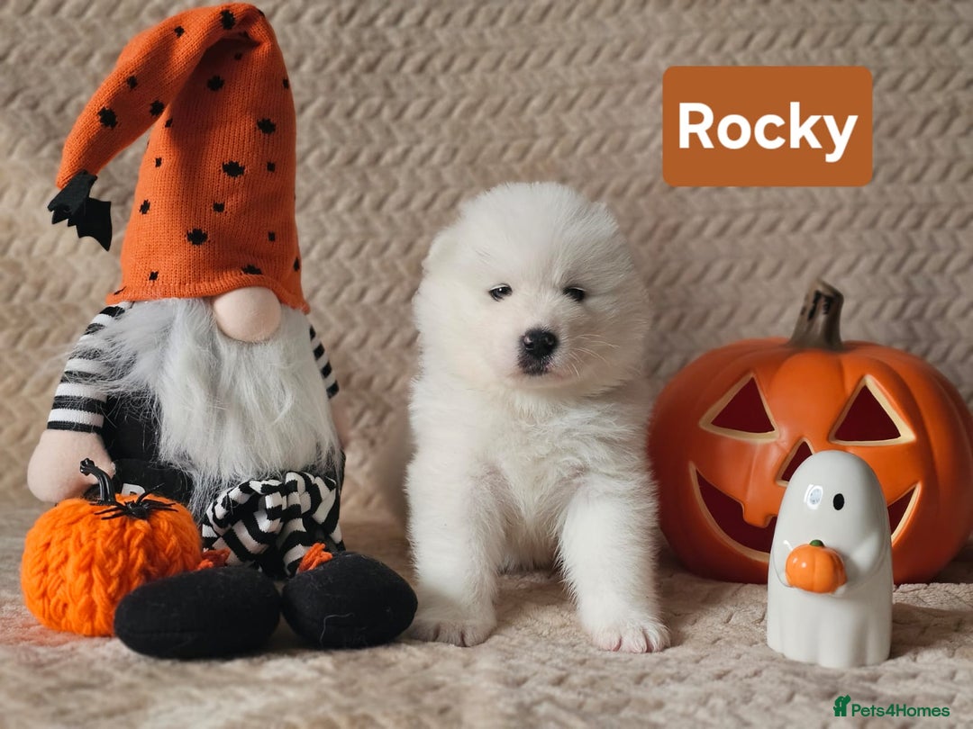 Samoyed dogs for sale: Beautiful Samoyed Puppies! ✨* - Image 6