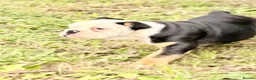 English Bulldog dogs for sale: KC Registered English Bulldog Puppies  - Advert 12