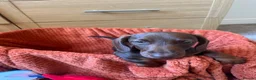 Dachshund dogs for sale: Stunning Solid Blue & Choc & Tan Dachshunds  - Advert 16