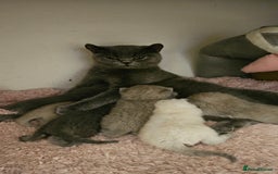 Scottish Fold cats for sale: 🐱British Shorthair x Scottish Fold Kittens🐱 - Advert 5