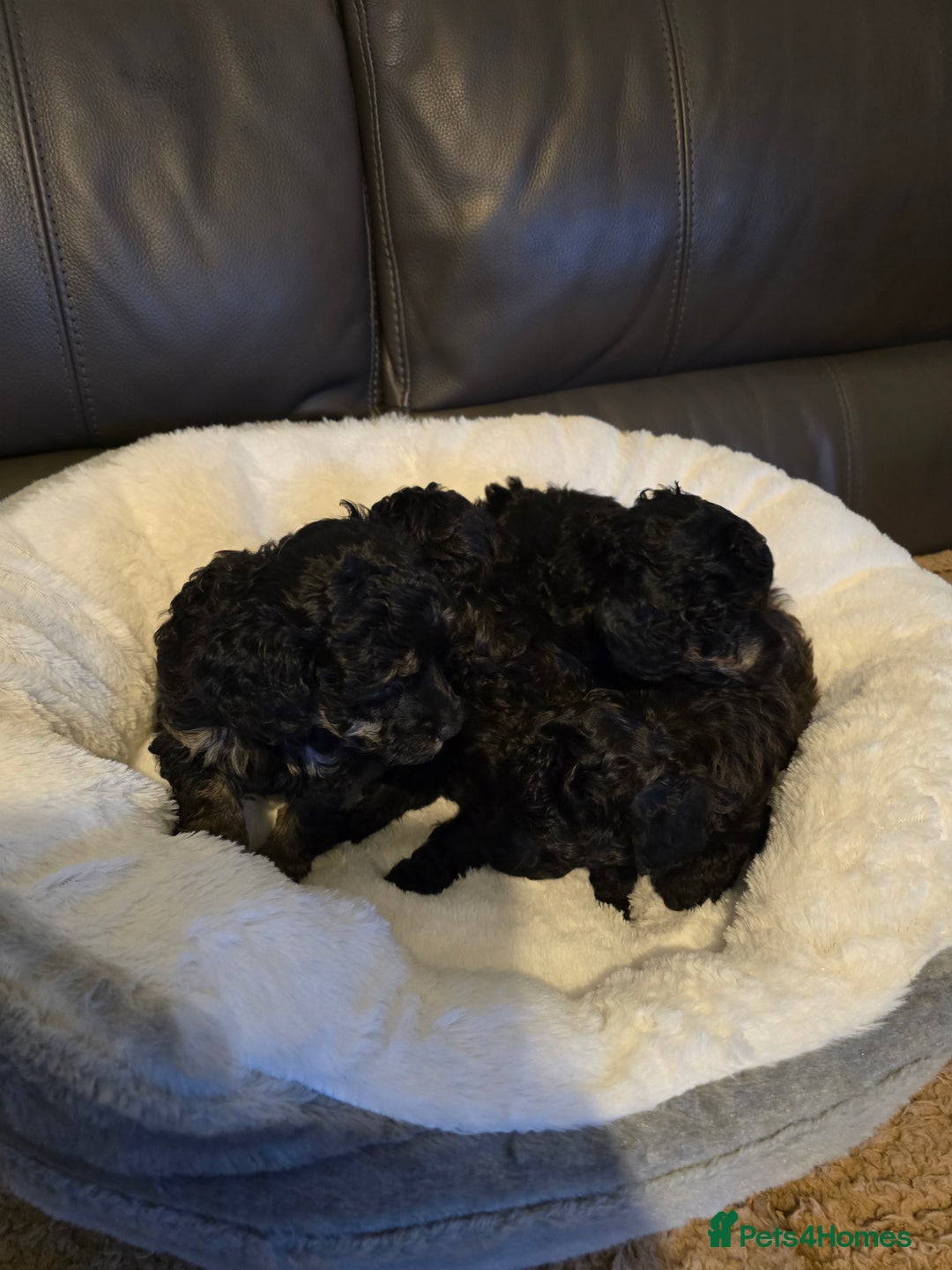 Miniature Poodle dogs for sale: 4 Amazing miniature poodles  - Advert 26