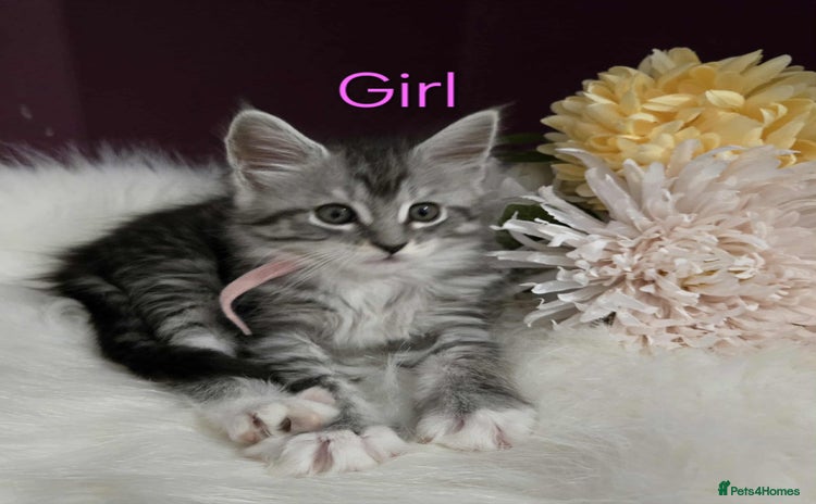 Maine Coon cats - Advert 3