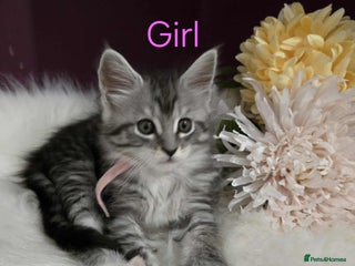 Maine Coon cats - Advert 20