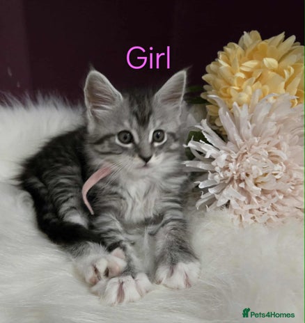 Maine Coon cats - Advert 3