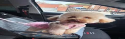 Toy Poodle dogs for sale: Moana the toy poodle in Barnsley - Advert 4