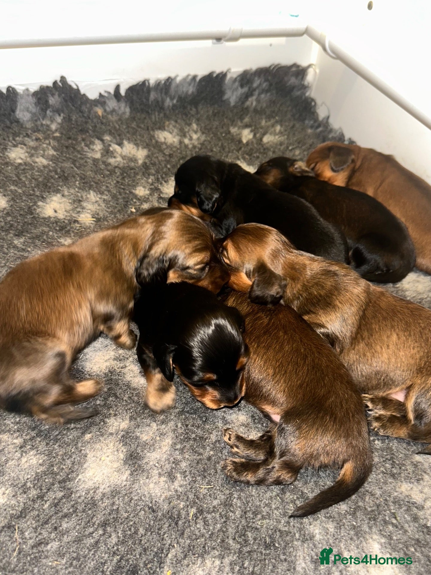 Miniature Dachshund dogs Beautiful Long-Haired Miniature Dachshund Puppies  - Advert 1