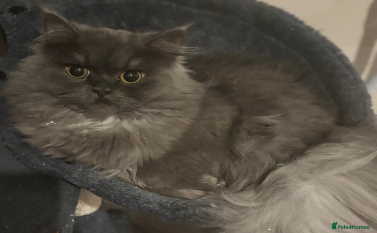 Persian cats - Advert 7