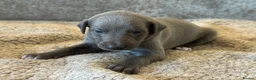 Whippet dogs for sale: KC REGISTERED BLUE SHOW TYPE WHIPPETS - Advert 3