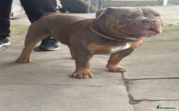 Olde English Bulldogge dogs for stud: NEBBR REGISTERED OLDE ENGLISH BULLDOGGE STUD in Worcester - Image 7