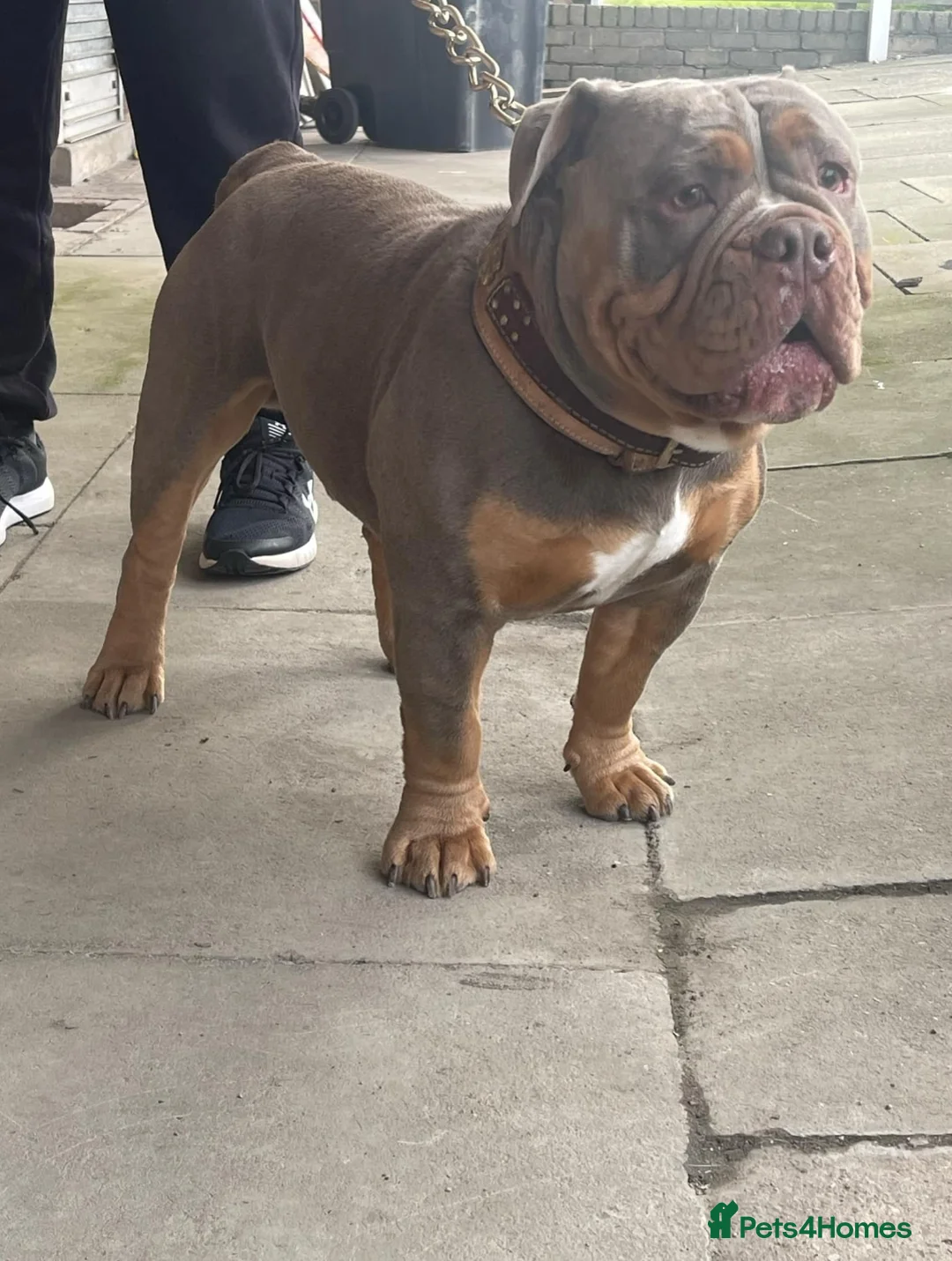 Olde English Bulldogge dogs for stud: NEBBR REGISTERED OLDE ENGLISH BULLDOGGE STUD in Worcester - Advert 7