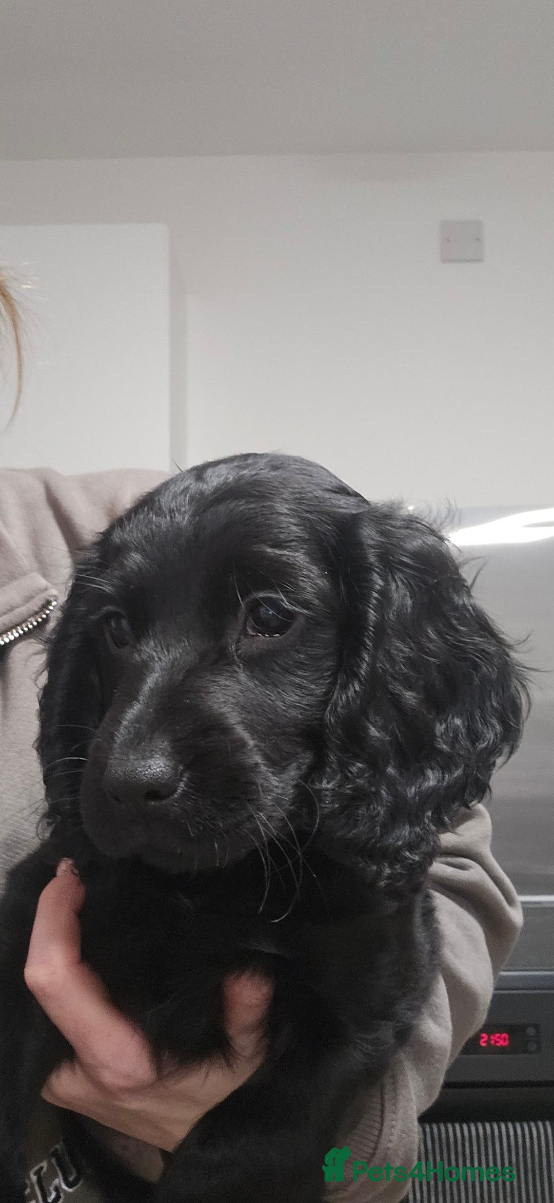 Cockapoo dogs for sale: F2 cockapoo puppies  - Advert 3