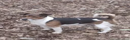 Jack Russell dogs for sale: 4 beautiful Jack Russell puppies for sale in Market Rasen - Advert 13