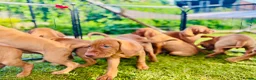 Hungarian Vizsla dogs for sale: KC REGISTERED VIZSLA PUPPIES  in Knutsford - Advert 13