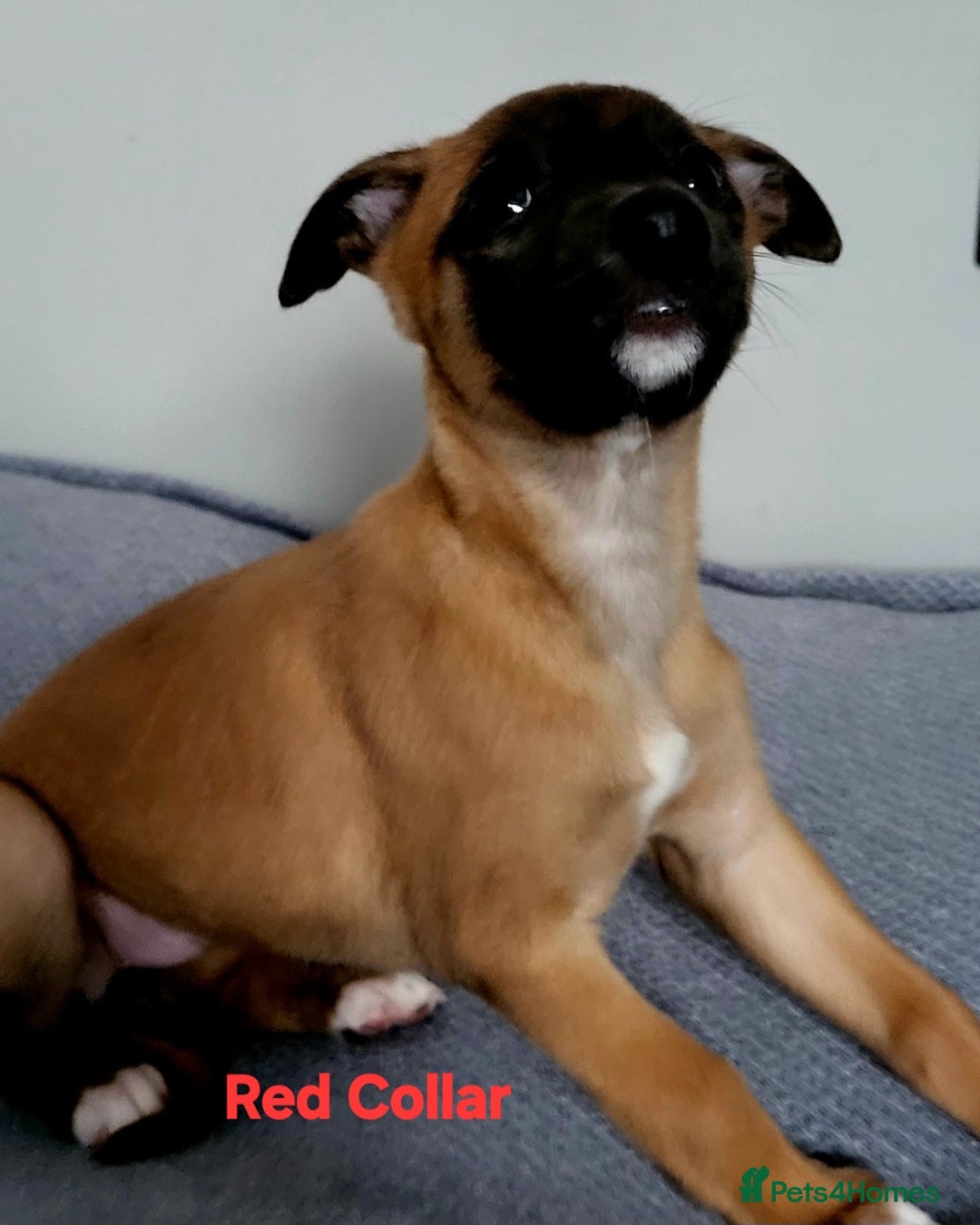 Whippet dogs for sale: These Adorable pups are needing a forever home. - Advert 33