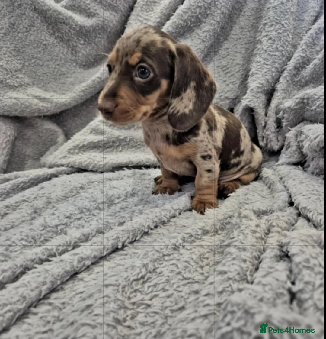Miniature Dachshund dogs for sale: Kc dachshund babies ready next week - Image 13