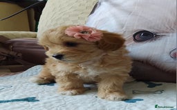 Maltipoo dogs for sale: So adorable and Tiny F1 Korean Maltipoo - Image 25