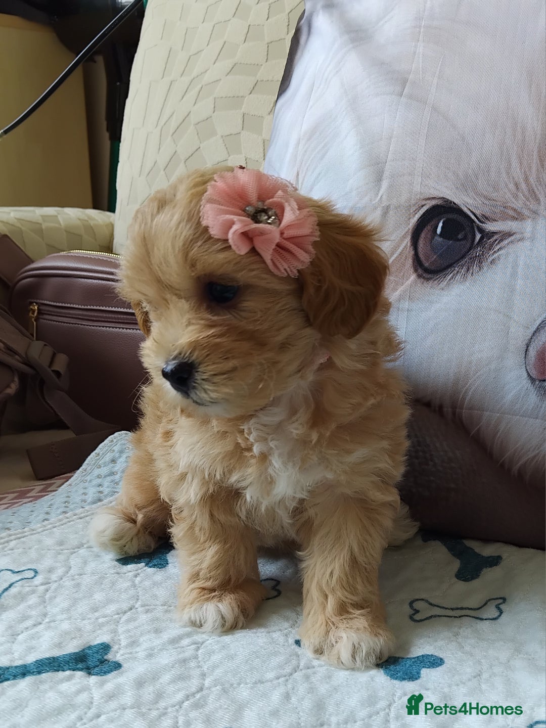 Maltipoo dogs for sale: So adorable and Tiny F1 Korean Maltipoo - Image 25