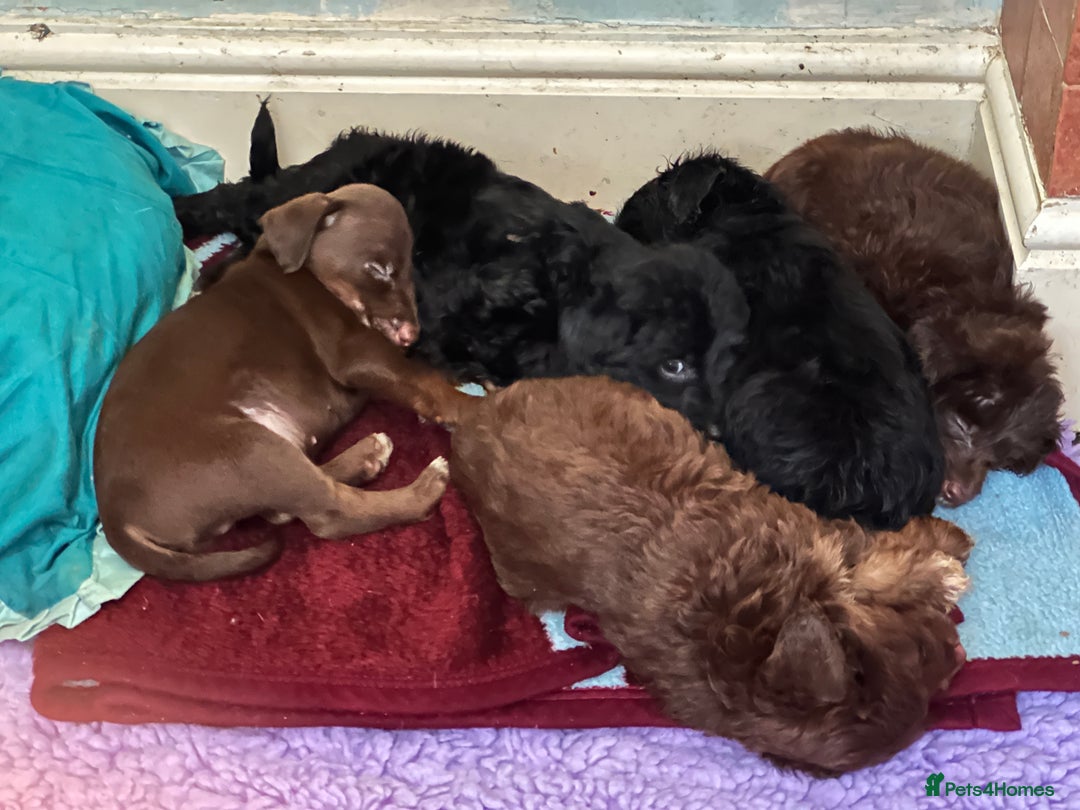 Mixed Breed dogs for sale: Solid, vacc'd, chipped. Mixed breed pups born 7/10 - Advert 9