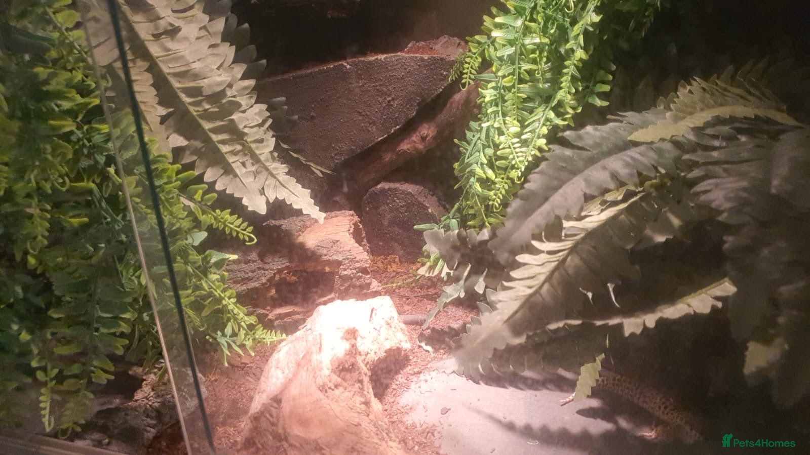 Leopard Gecko reptiles Leopard gecko for sale - Advert 2