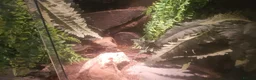 Leopard Gecko reptiles for sale: Leopard gecko for sale in Edgware - Advert 2