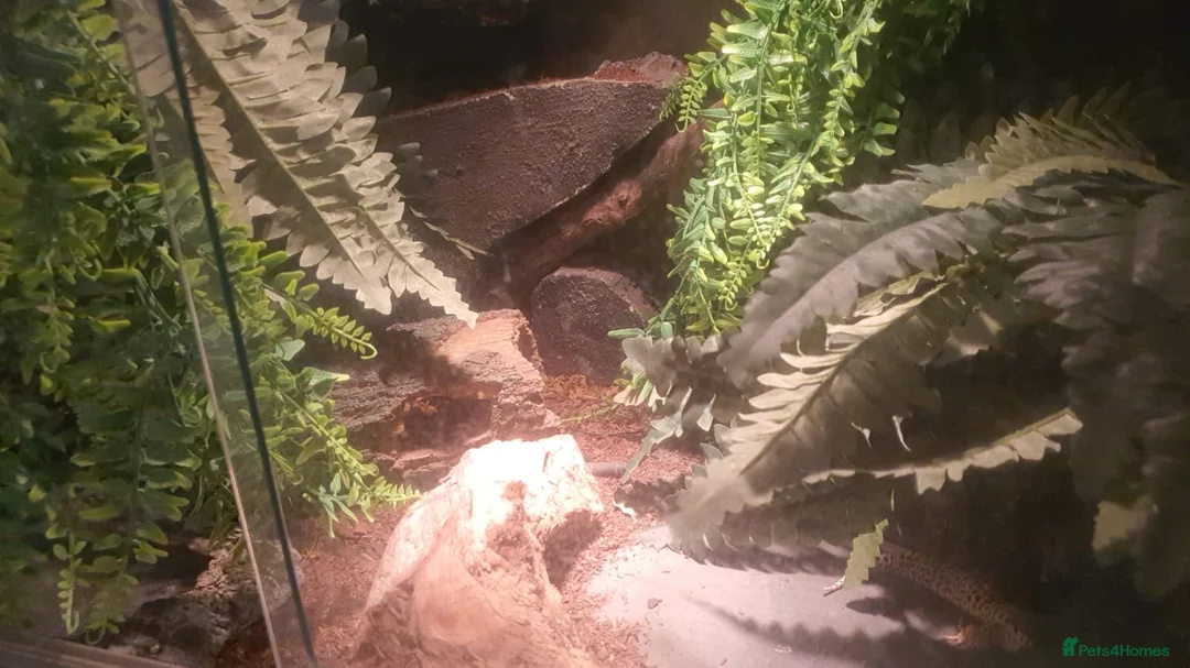 Leopard Gecko reptiles for sale: Leopard gecko for sale in Edgware - Advert 2