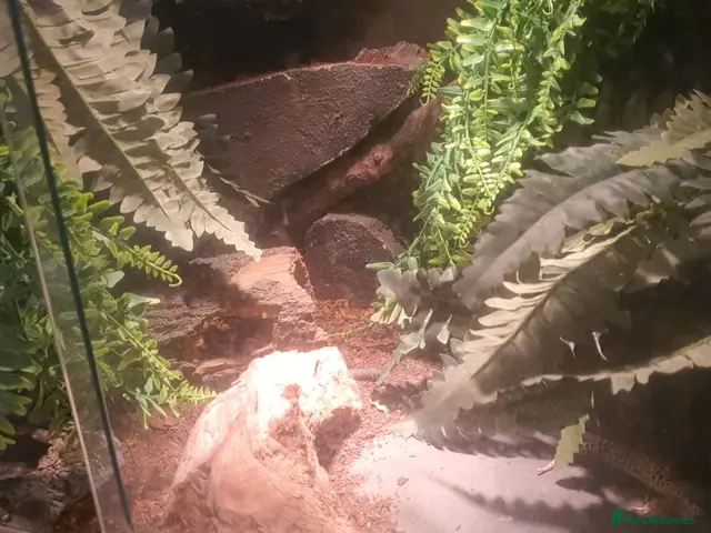 Leopard Gecko reptiles Leopard gecko for sale - Advert 2