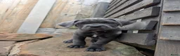 Cane Corso dogs for sale: Cane corso puppies  - Advert 6