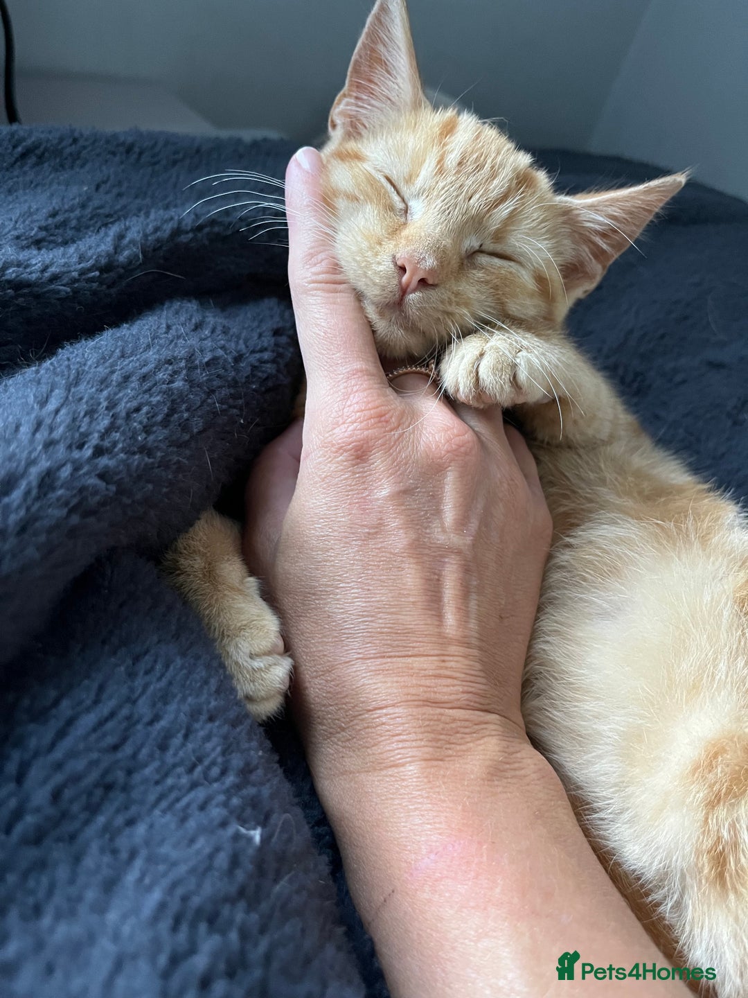 Mixed Breed cats for sale: Ginger male rescue kitten - Image 4