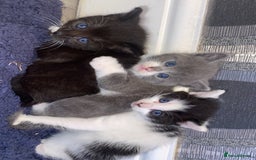 Mixed Breed cats for sale: 5 kittens for sale  - Image 4