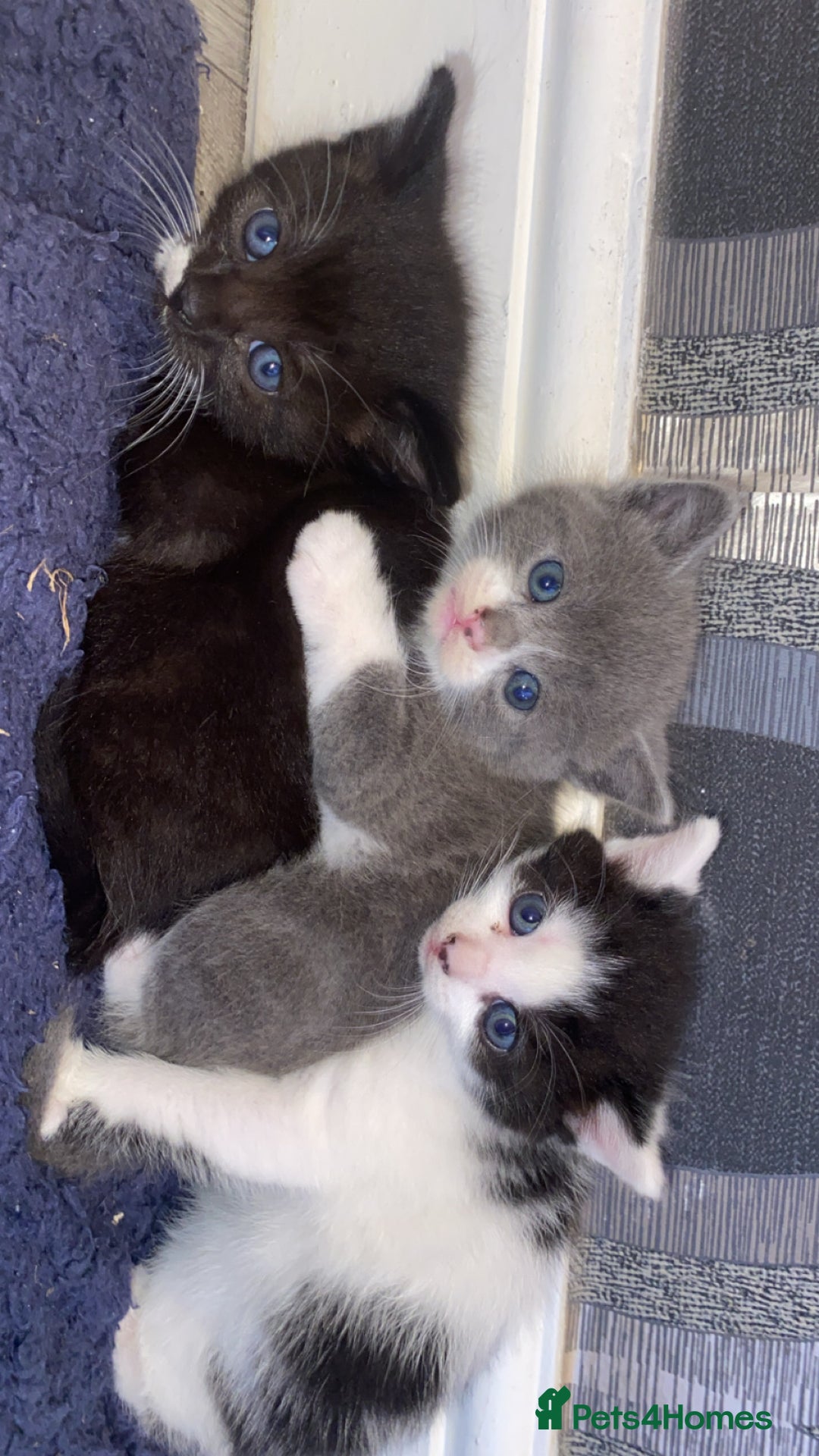 Mixed Breed cats for sale: 5 kittens for sale  - Image 4
