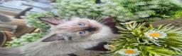 Ragdoll cats for sale: 4 beautiful Ragdolls left  - Advert 8