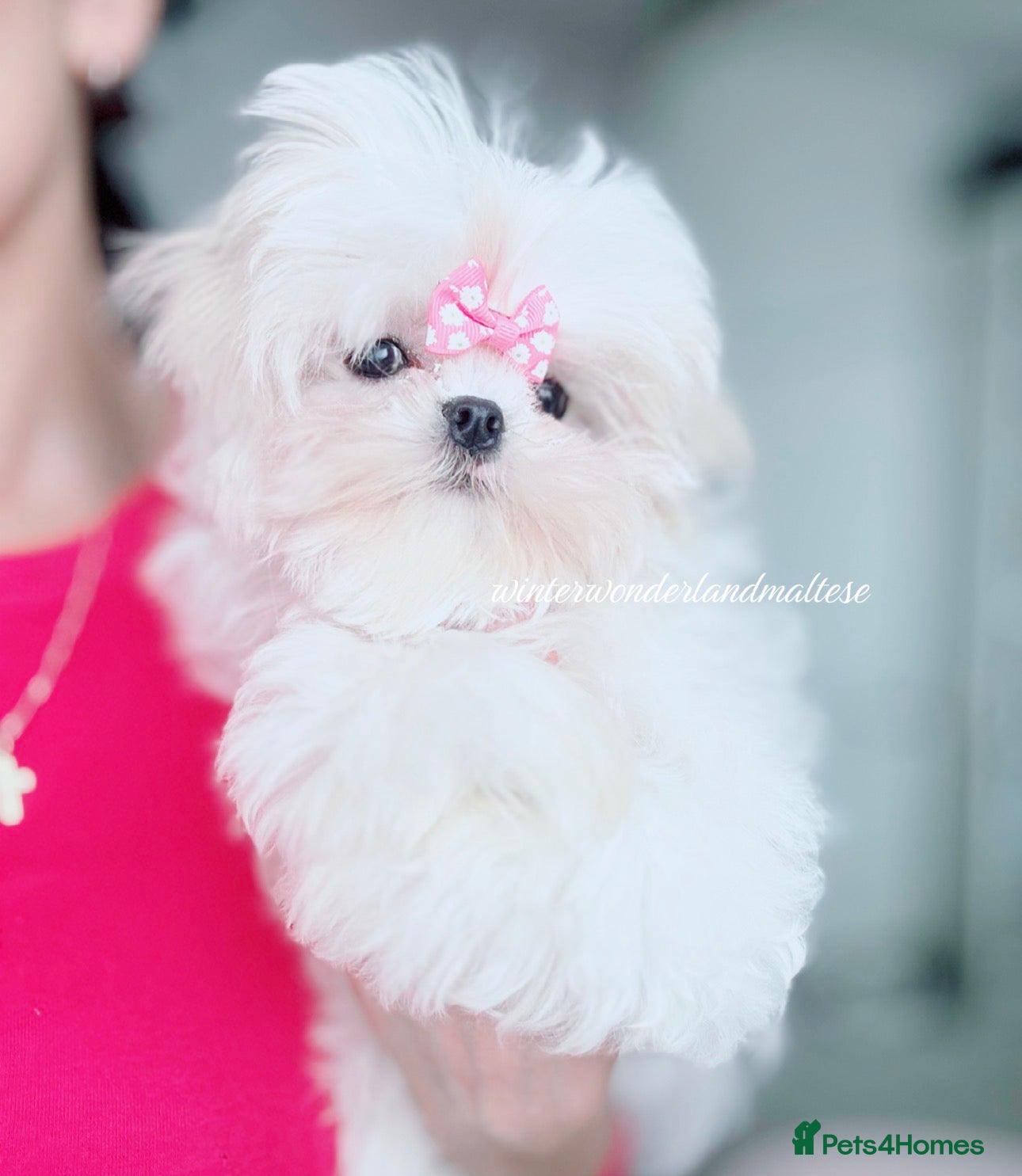 Maltese dogs ✨READY NOW stunning full Korean maltese girl✨ - Advert 7