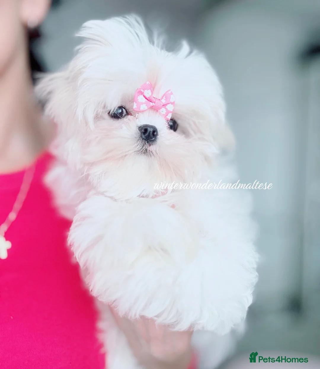 Maltese dogs for sale: ✨READY NOW stunning full Korean maltese girl✨ - Advert 1