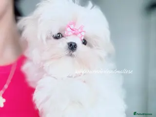Maltese dogs ✨READY NOW stunning full Korean maltese girl✨ - Advert 7