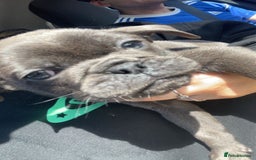 Mixed Breed dogs for sale: 10 week old pug/English bulldog  - Image 3