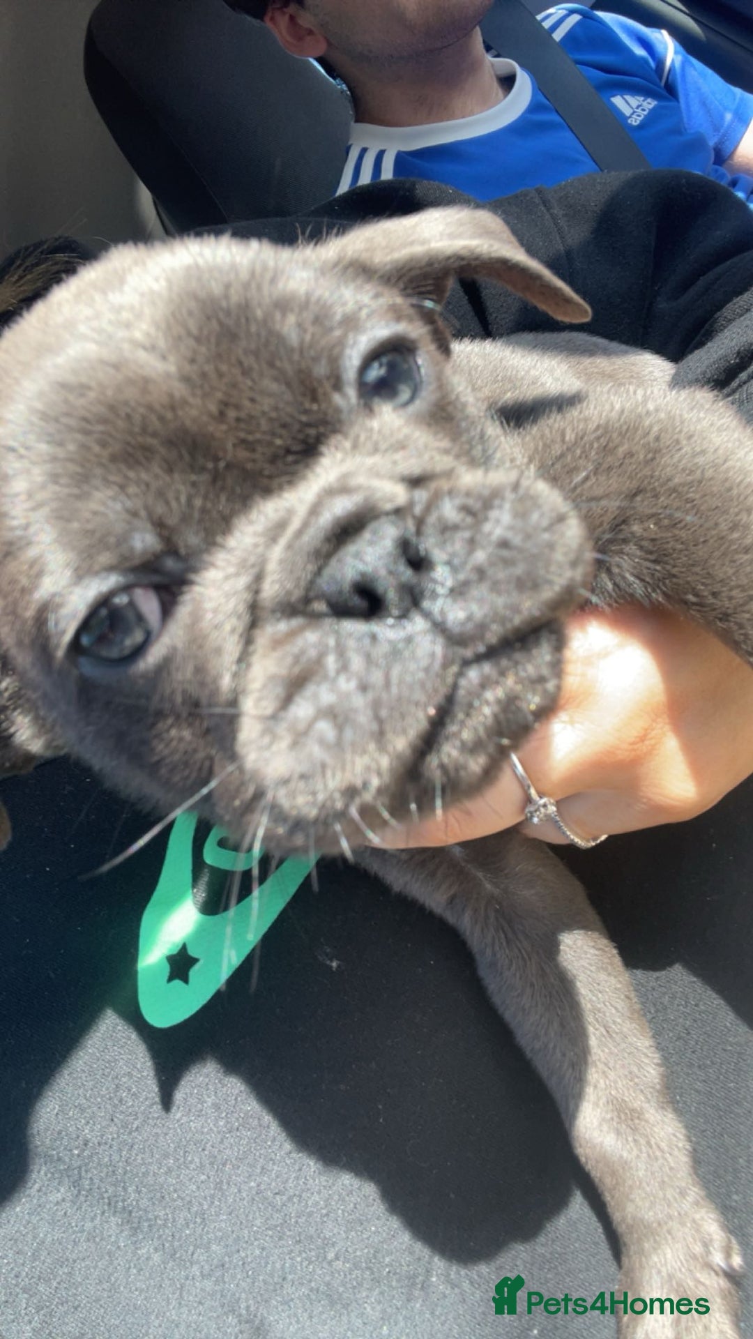 Mixed Breed dogs for sale: 10 week old pug/English bulldog  - Image 3