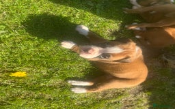 Boxer dogs for sale: Stunning Kc Boxer Puppies - Image 26