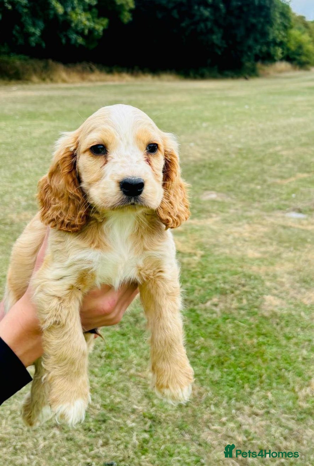 Cocker Spaniel dogs for sale: Cocker Spaniel Puppies  - Image 11