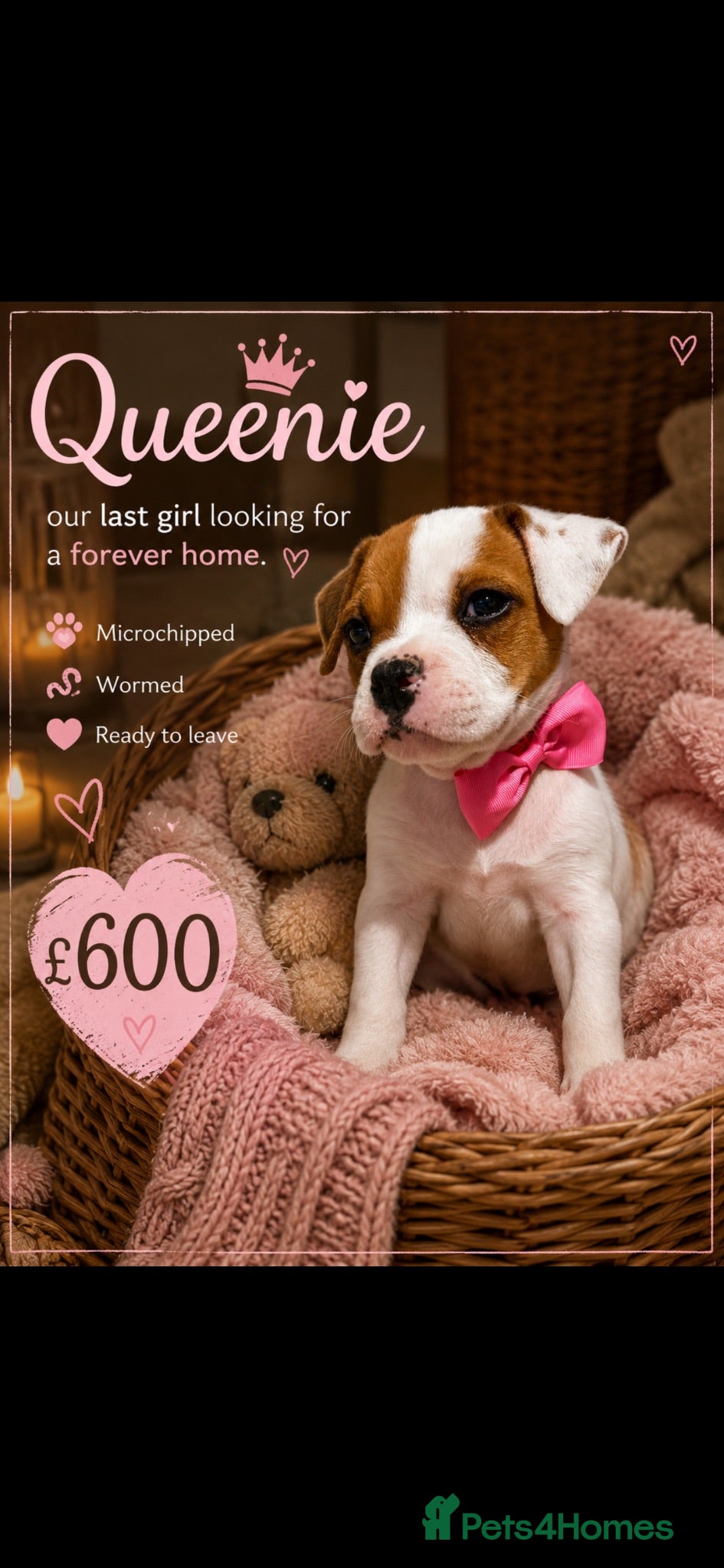 Mixed Breed dogs bulldog puppies 1 GIRL LEFT 🐶 - Advert 1