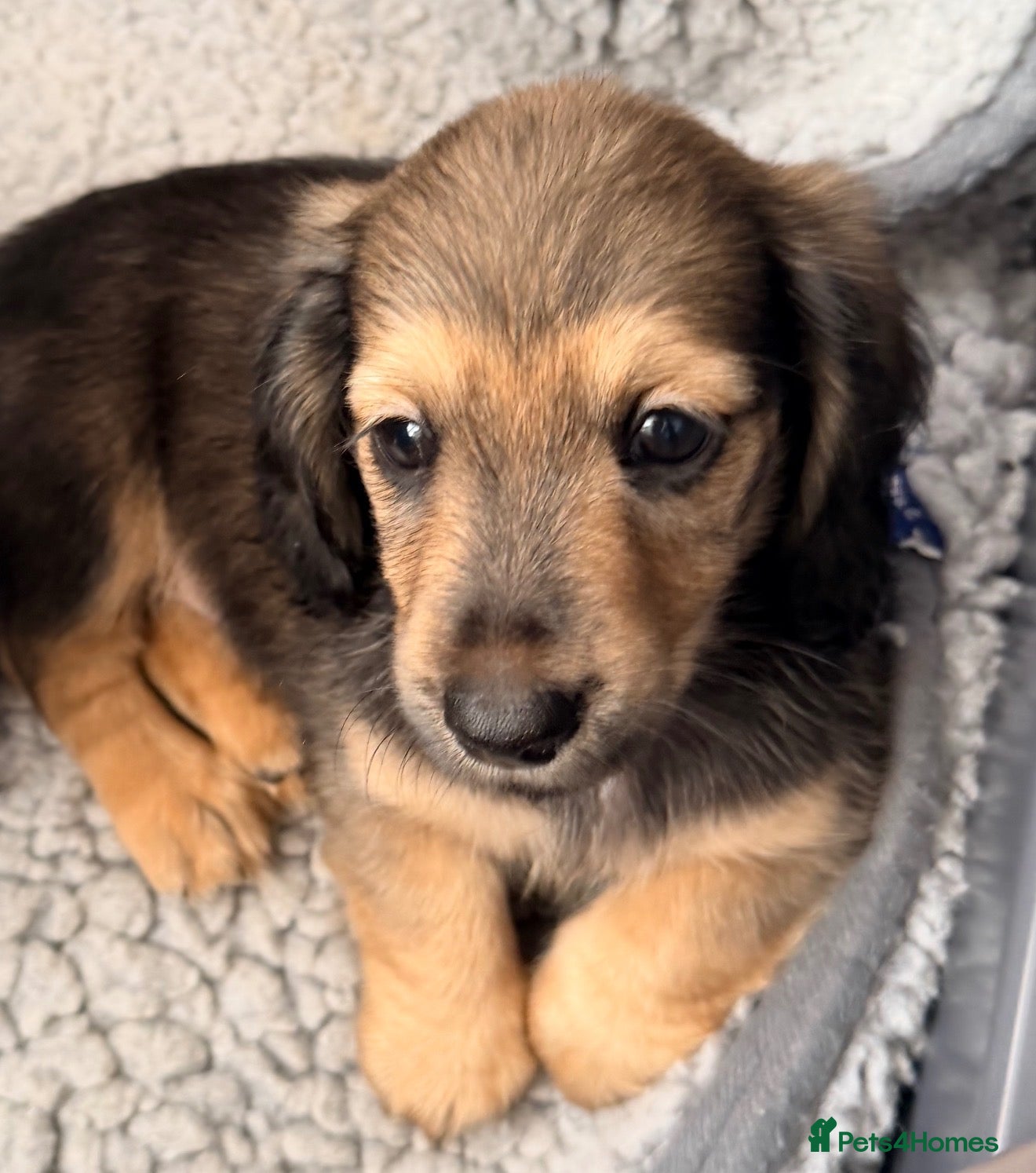 Miniature Dachshund dogs Shaded cream tiny amazing dachshunds puppies - Advert 13