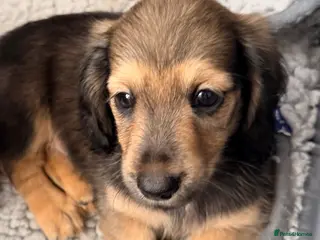 Miniature Dachshund dogs Shaded cream tiny amazing dachshunds puppies - Advert 13