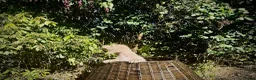 Miniature Dachshund dogs for sale: 1 only Blonde cream miniature dachshund - Advert 9