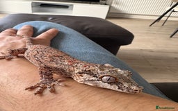 Gecko reptiles for sale: Steve looking for a new home  - Image 3